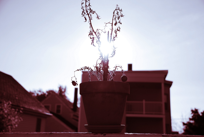 Illustration for article titled Shooting Challenge Gallery: Duotone III